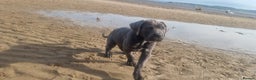 Cane Corso dogs for sale: Cane corso puppy - Advert 9