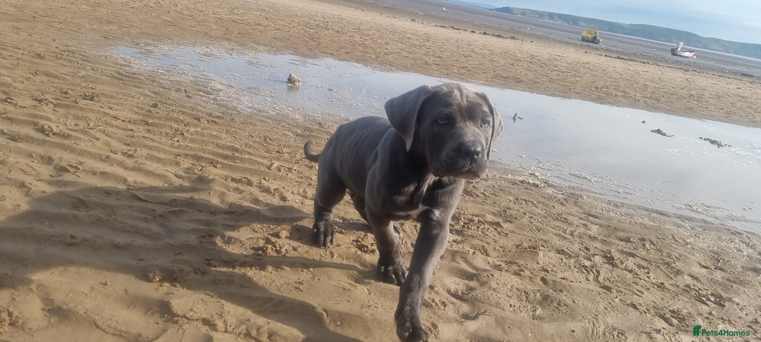 Cane Corso dogs for sale: Cane corso puppy - Advert 9