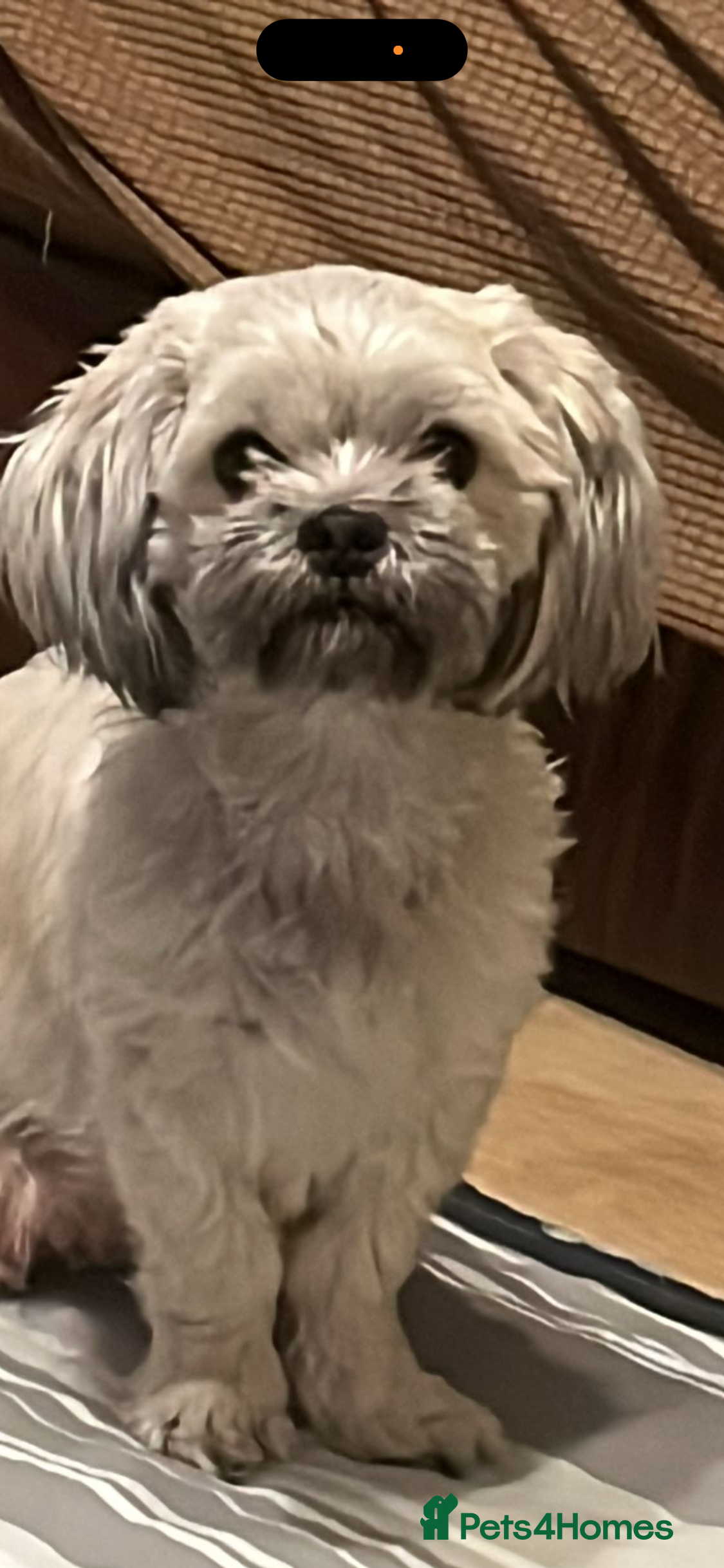 Coco
