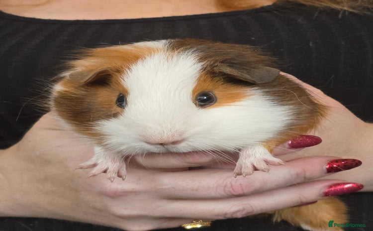 Guinea Pig rodents - Advert 15