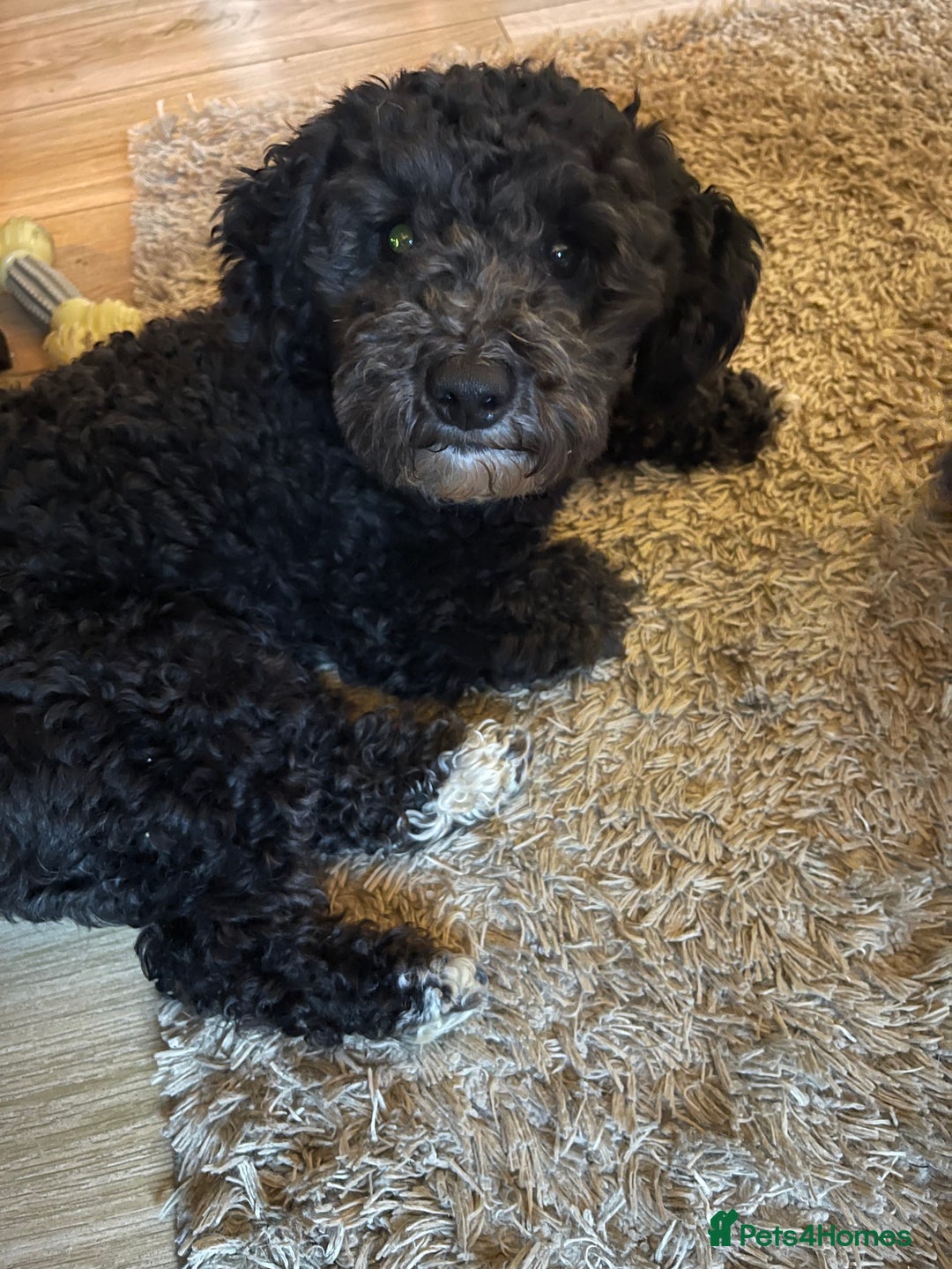 Mixed Breed dogs for sale: Adorable Morkie Poo puppies - Advert 15