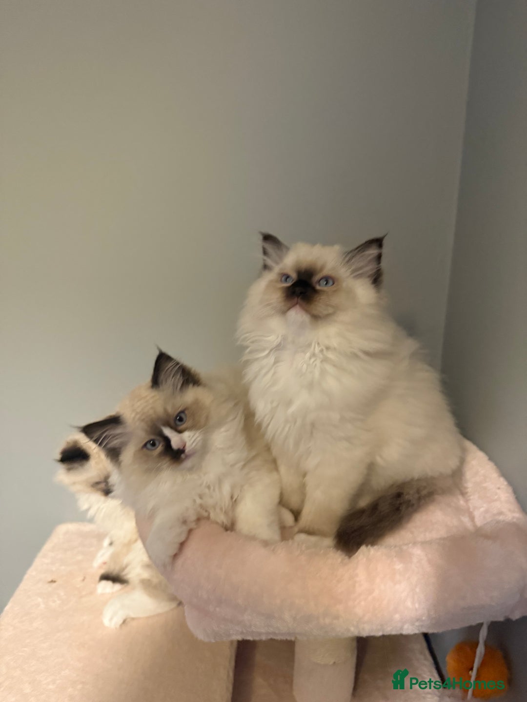 Ragdoll cats for sale: 3 musketeers😍 - Image 5