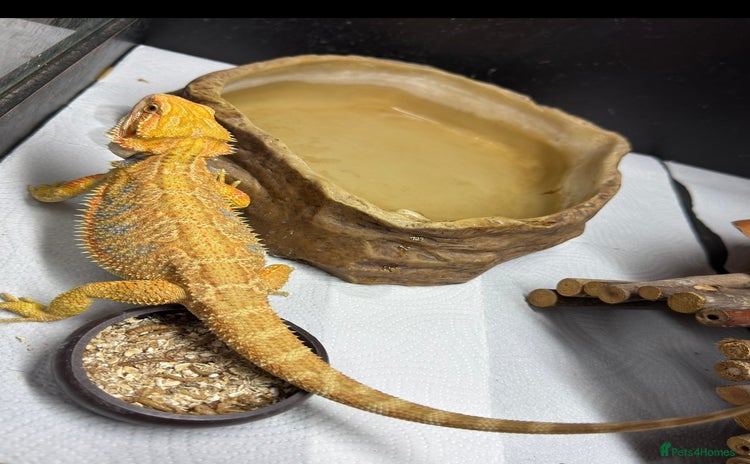 Bearded Dragon reptiles - Advert 2