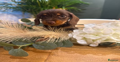 Miniature Dachshund dogs - Advert 10