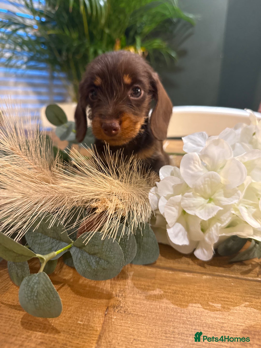 Miniature Dachshund dogs for sale: Ready Now miniature Wirehaired dachshunds - Image 2