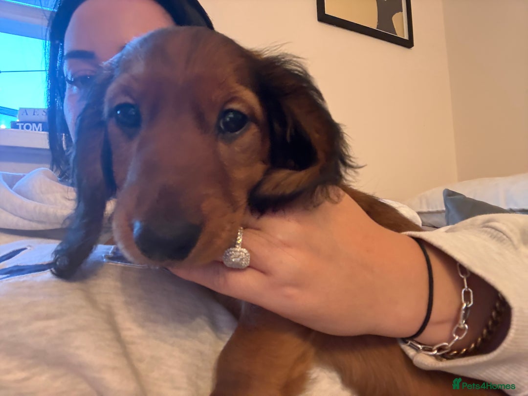 Miniature Dachshund dogs for sale: KC Reg PRA Clear Mini Longhaired Dachshunds 💖 - Image 4