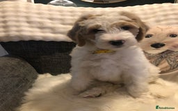 Goldendoodle dogs for sale: Goldendoodle Double Doodle pup ready to go🐾 - Image 10