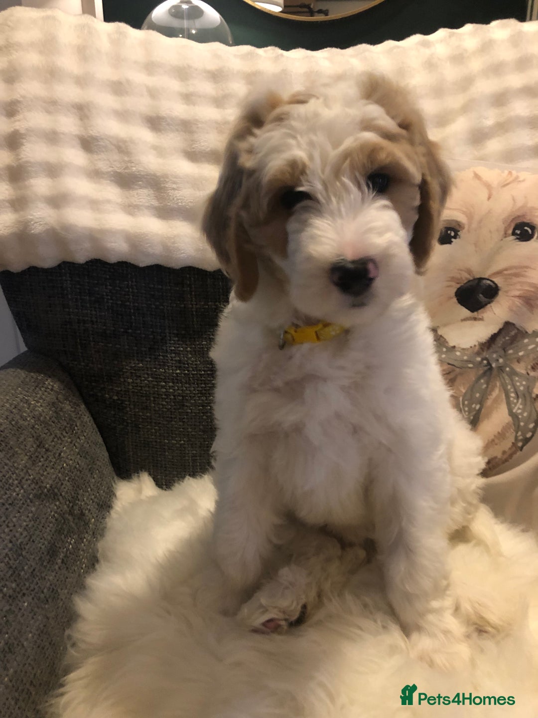 Goldendoodle dogs for sale: Goldendoodle Double Doodle pup ready to go🐾 - Image 10