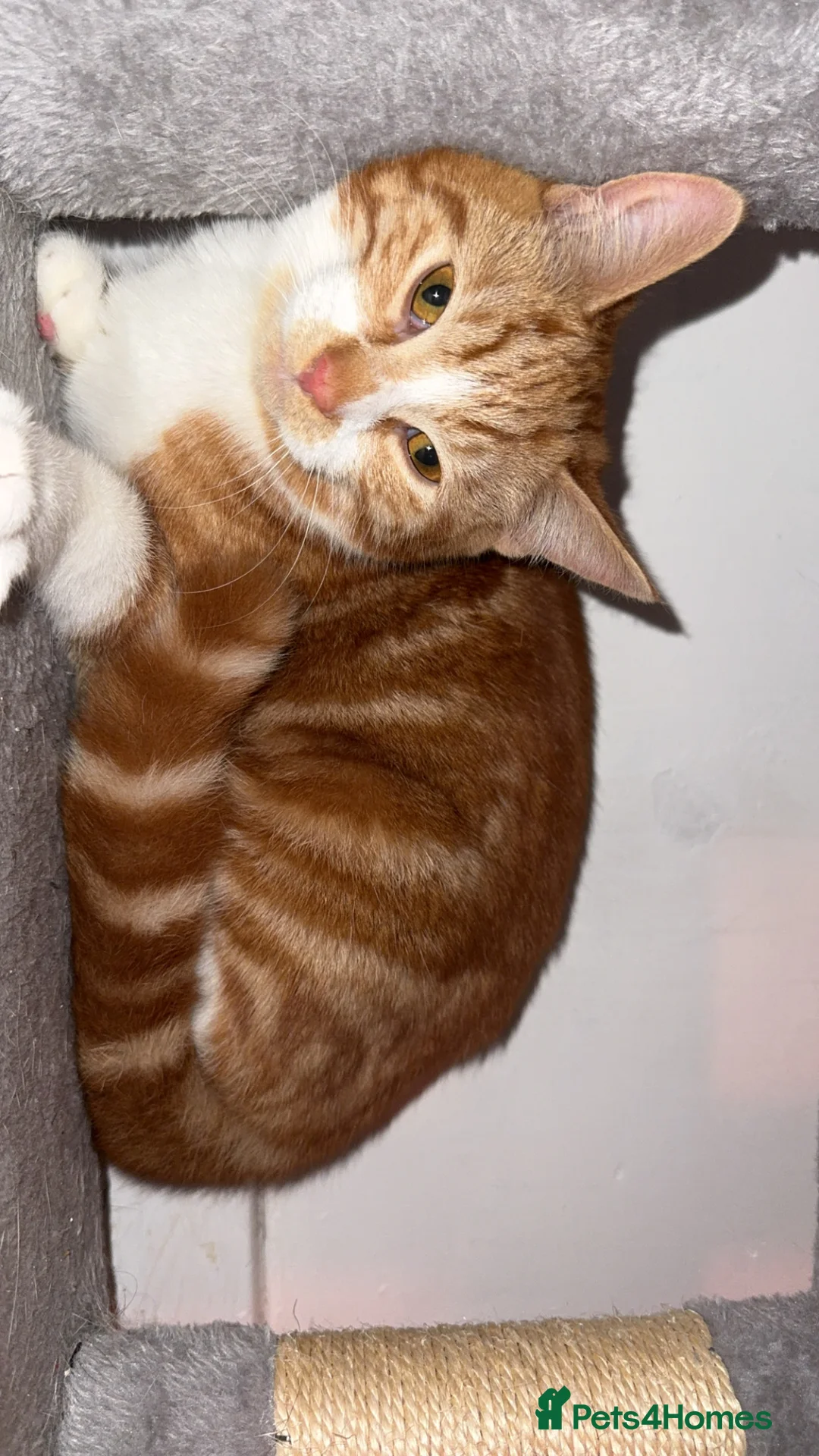 Mixed Breed cats for sale: 2x ginger kittens for sale - Advert 19