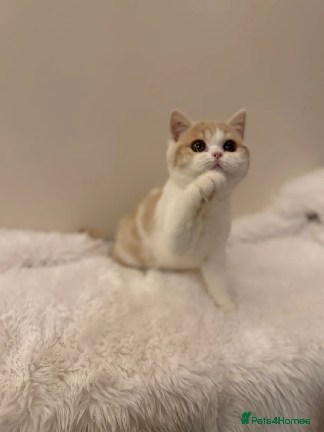 British Shorthair cats for sale: Full Pedigree Registered BSH  - Advert 30