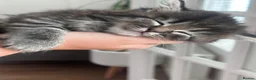 Persian cats for sale: 3 beautiful persian kittens - Advert 6