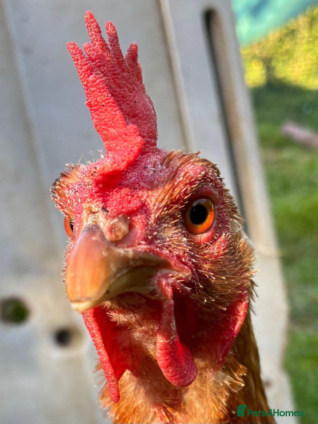 Chickens poultry for sale: Rescue Hens- collection this weekend - Image 3