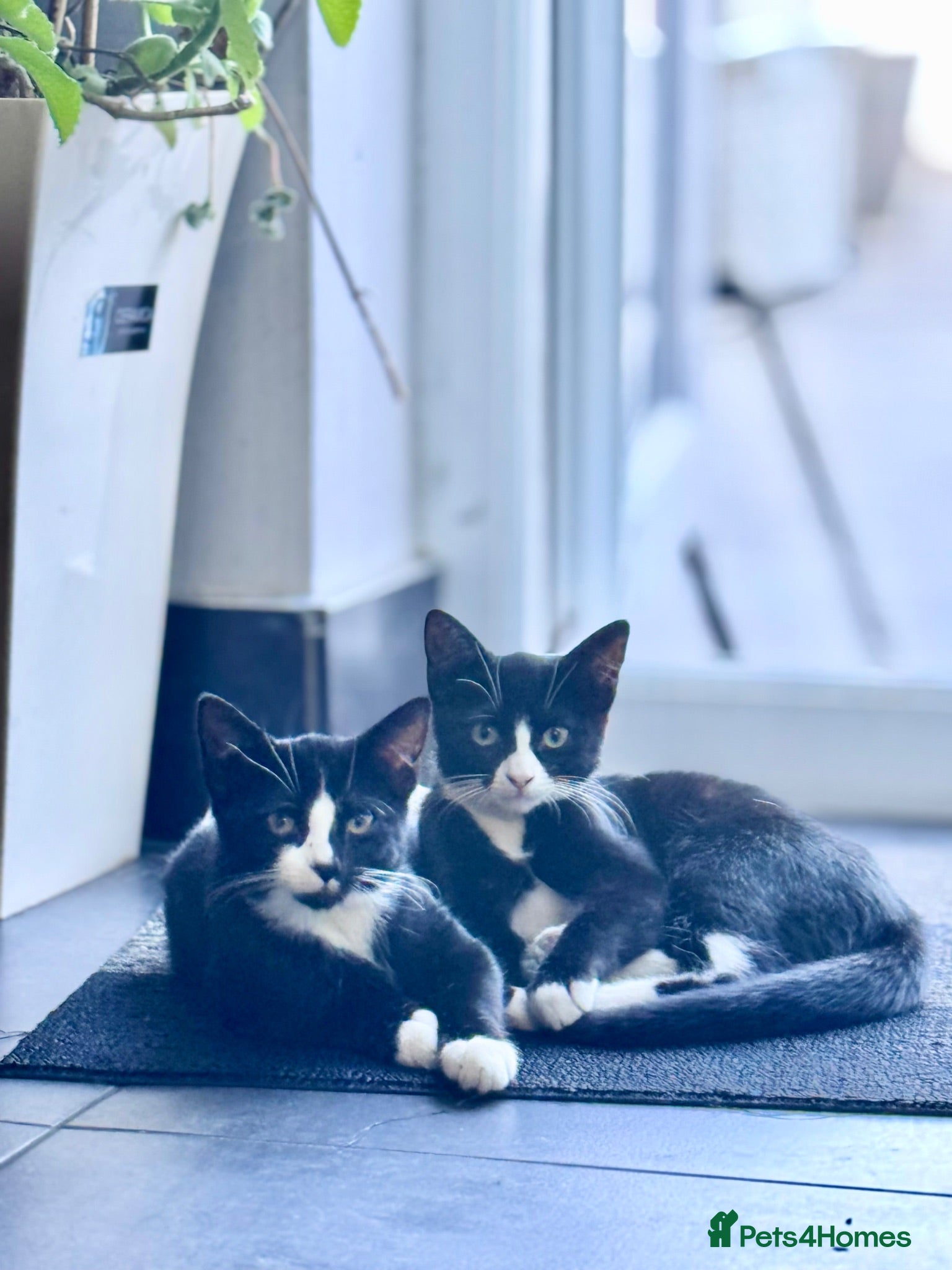 Mixed Breed cats Adorable brother and sister kittens for sale  - Advert 1