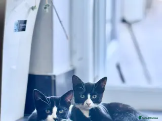 Mixed Breed cats Adorable brother and sister kittens for sale - Advert 1