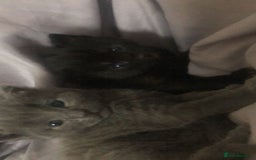 Mixed Breed cats for sale: 2 stunning kittens  - Image 7
