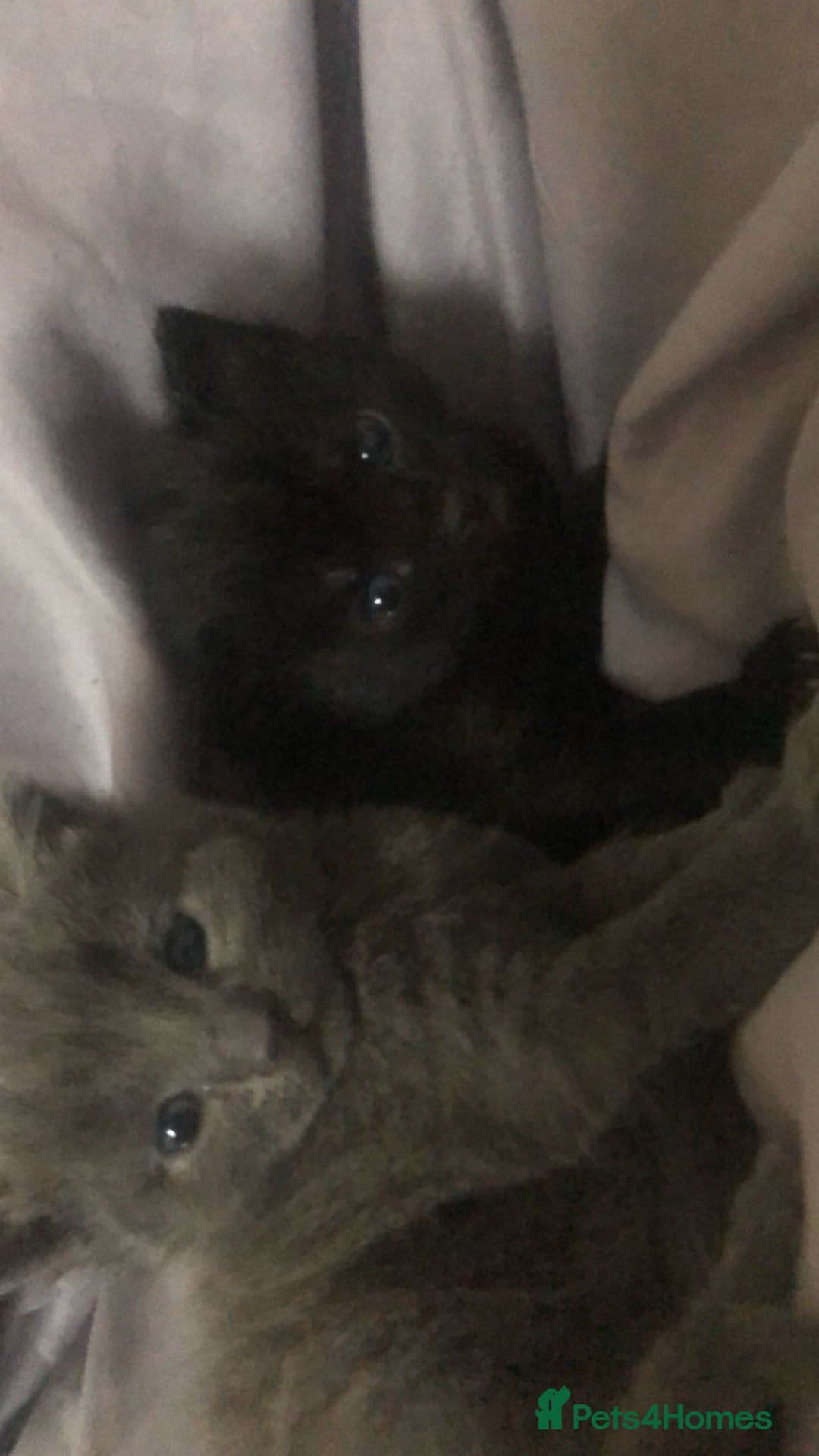 Mixed Breed cats for sale: 2 stunning kittens  - Image 7