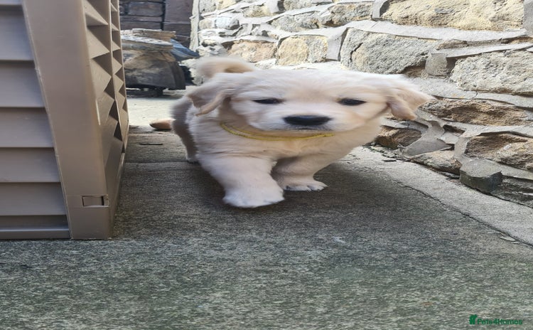Golden Retriever dogs - Advert 10