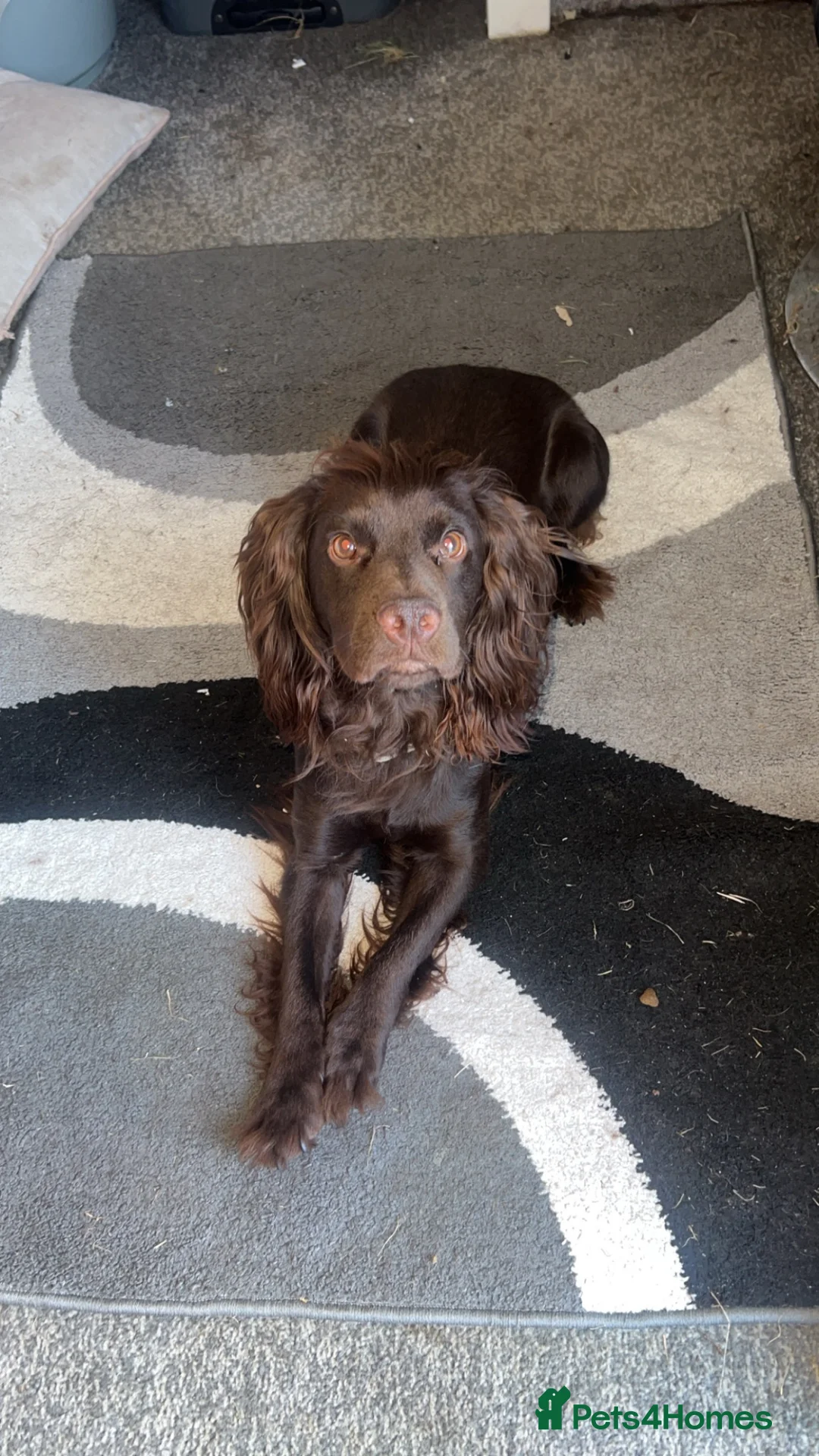 Cocker Spaniel dogs for sale: 2 year old male working cocker spaniel - Advert 2