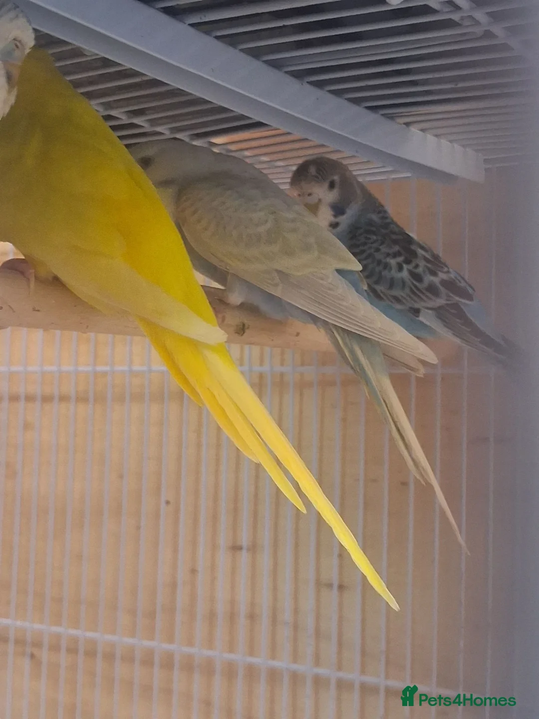 Budgerigars birds for sale: Baby budgies in Wednesbury - Advert 2