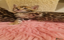 Bengal cats for sale: Amazing Bengal kittens 🥰 last boy left ❤️ in Corby - Image 24