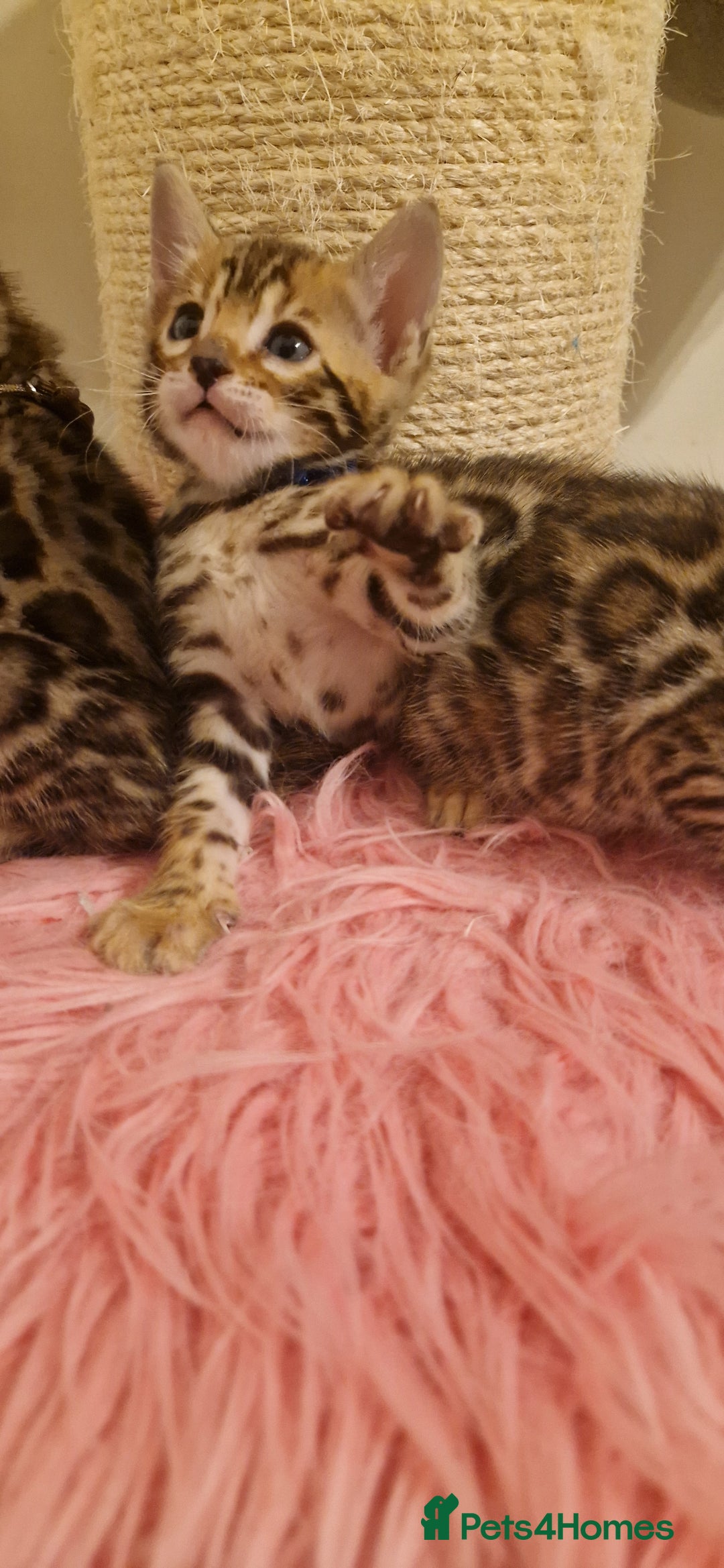 Bengal cats for sale: Amazing Bengal kittens 🥰 last boy left ❤️ in Corby - Image 24