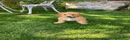 Cavapoochon dogs for sale: Gorgeous F1b Cavapoochon puppies - Advert 17