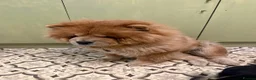 Chow Chow dogs for sale: 3 year old KC Chow Chow - Toffee  - Advert 4