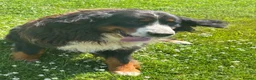Bernese Mountain Dog dogs for sale: 5 year old Bernese girl  - Advert 2