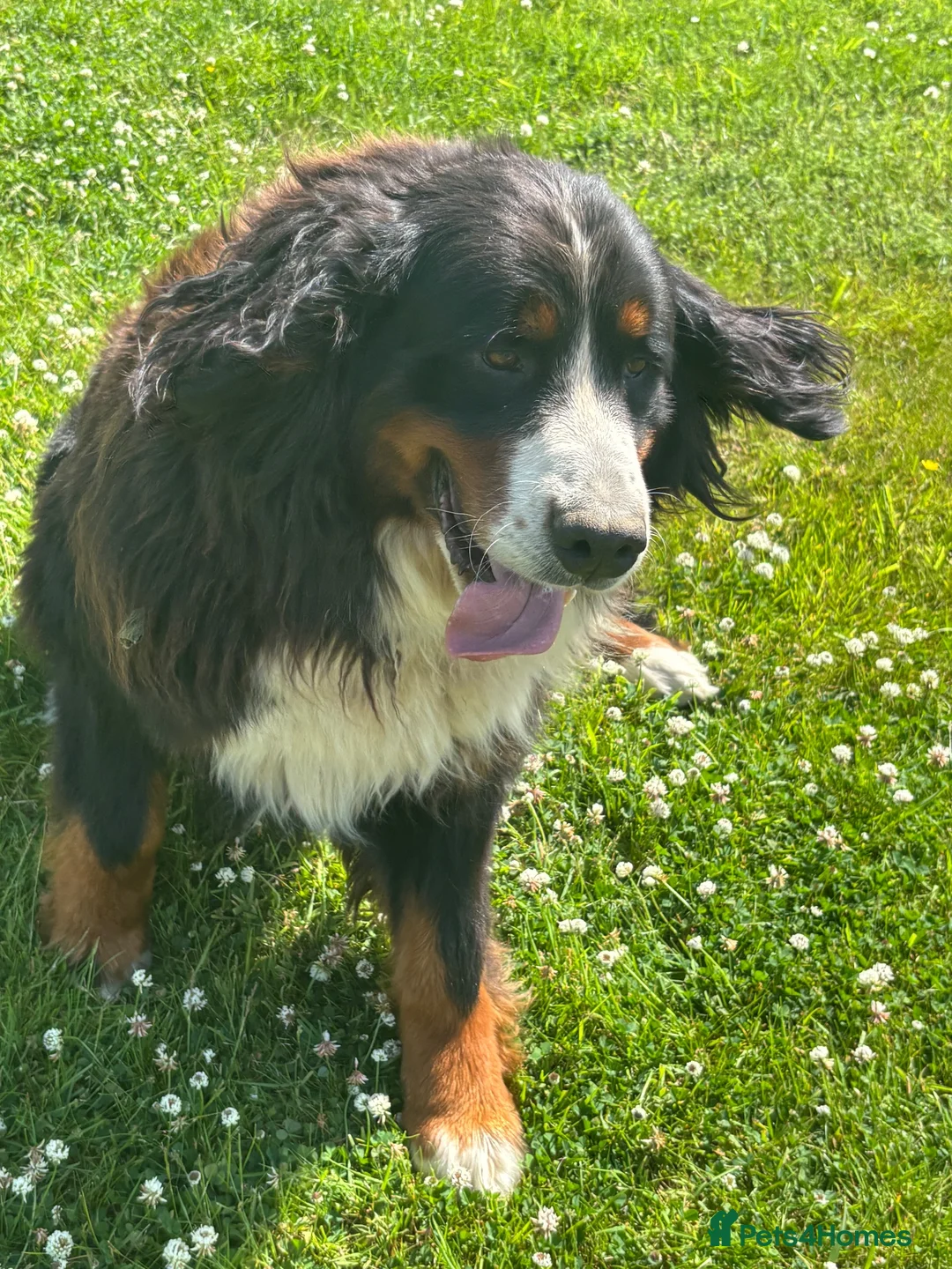 Bernese Mountain Dog dogs for sale: 5 year old Bernese girl  - Advert 2