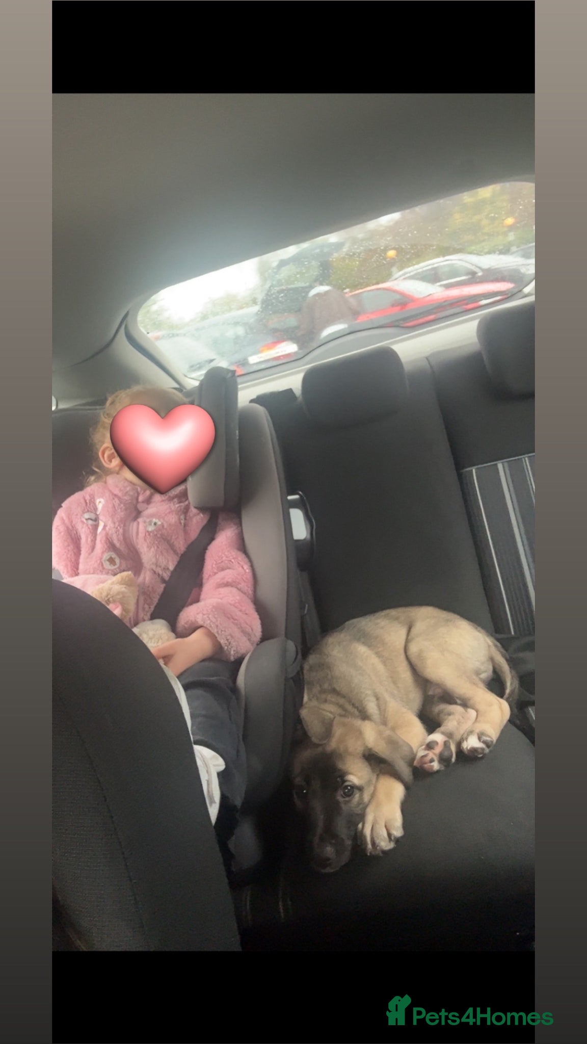 Mixed Breed dogs 9 month old pup looking for his forever home  - Advert 1