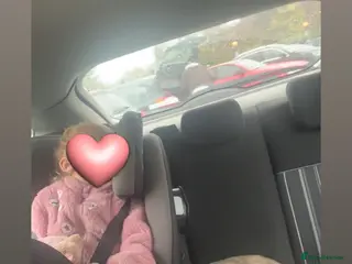 Mixed Breed dogs 9 month old pup looking for his forever home - Advert 2