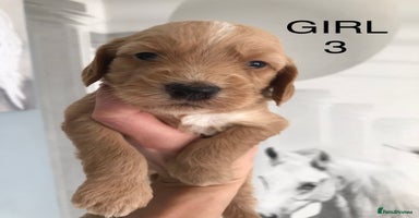 Labradoodle dogs - Advert 3