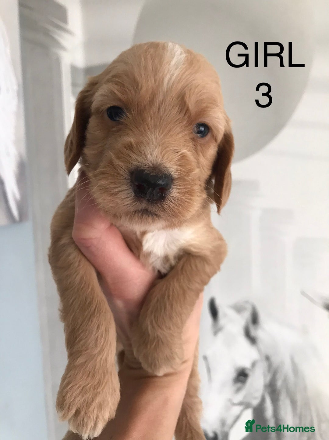 Labradoodle dogs for sale: Miniature Australian Labradoodles - Image 4