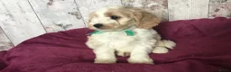 Cavapoo dogs for sale: Adorable Cockalierpoo pups ( so cute) - Advert 17