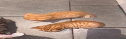 Mixed Breed cats for sale: Beautiful mixed litter for sale  - Advert 26