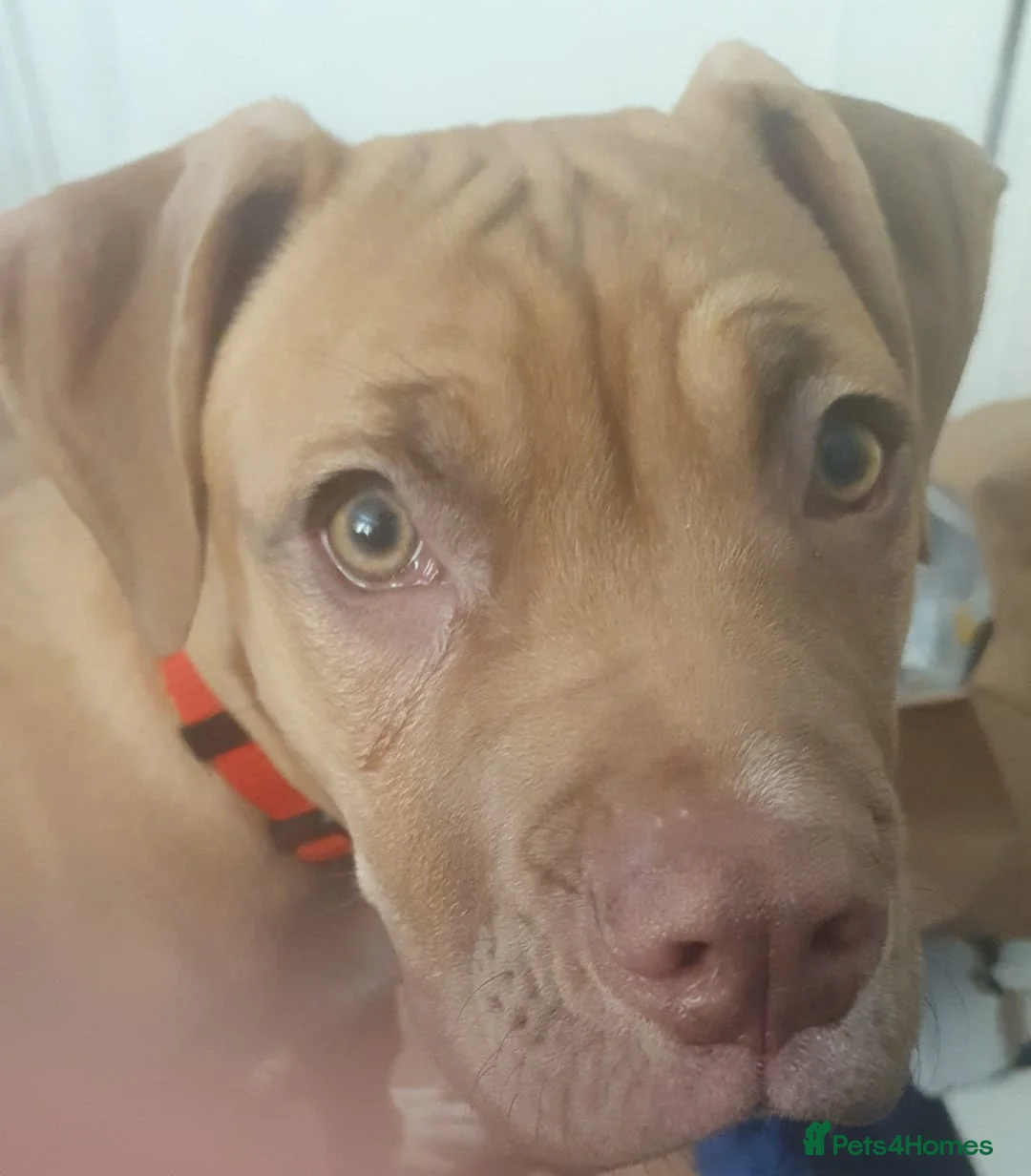 Mixed Breed dogs for sale: Sunny  - Advert 2