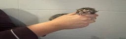 Bengal cats for sale: Beautiful bengal kittens  in Watlington - Advert 15