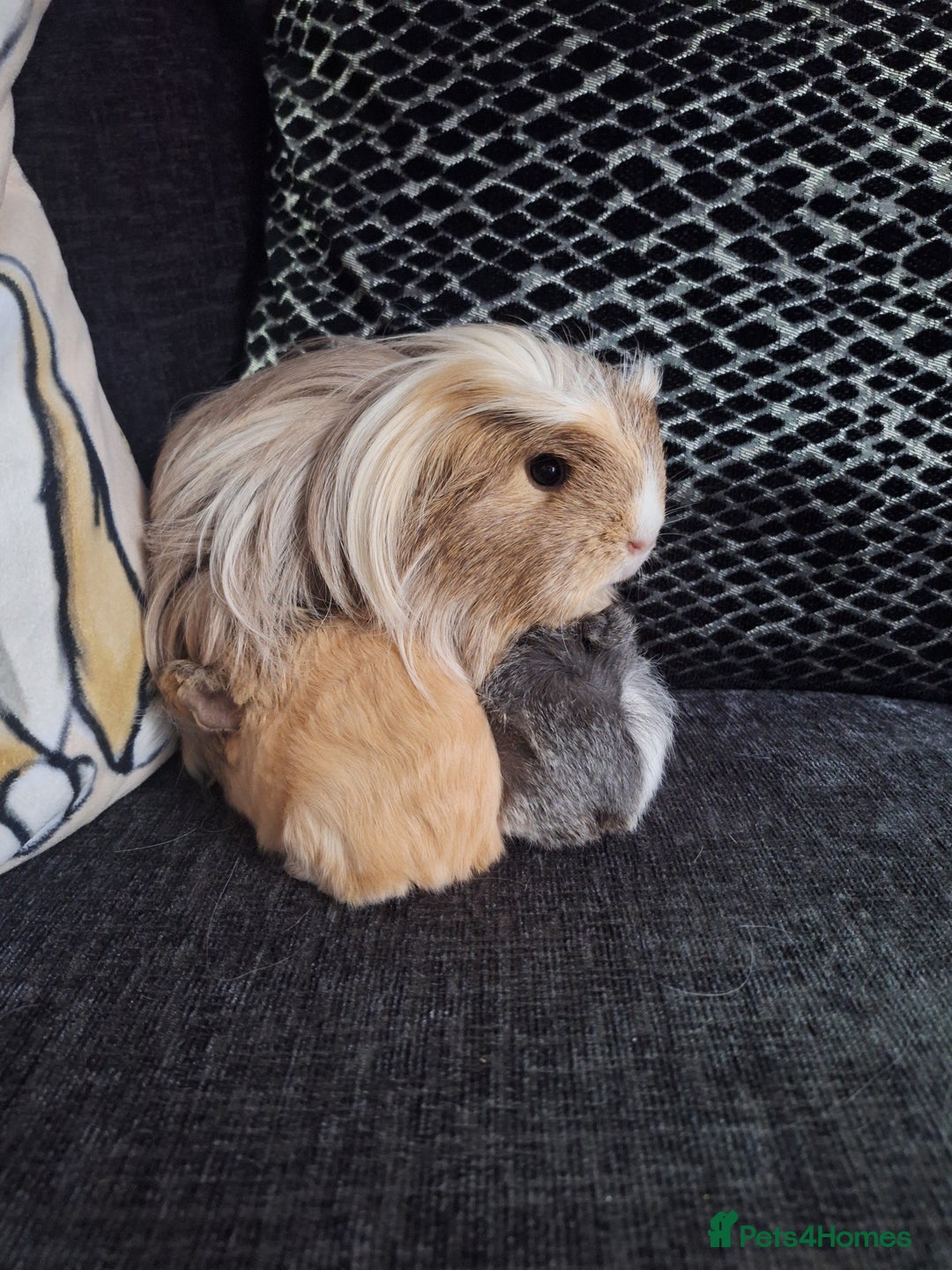 Guinea Pig rodents for sale: Coronet x peruvian baby guinea pigs - Image 4