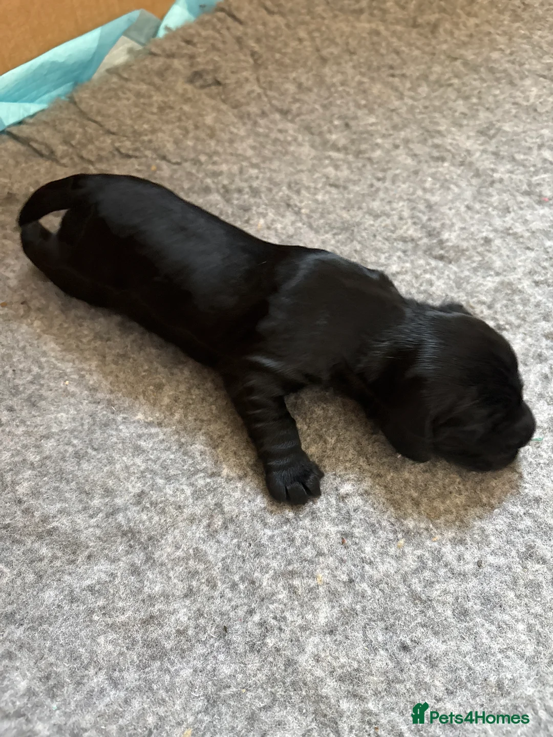 Cocker Spaniel dogs for sale: Working cocker spaniels  in Newmarket - Advert 2