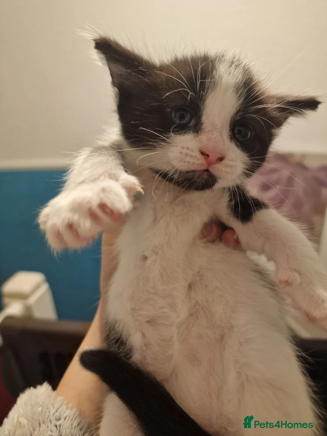 American Shorthair cats for sale: One kittens left for sale ready to go now  in Middlesbrough - Advert 7