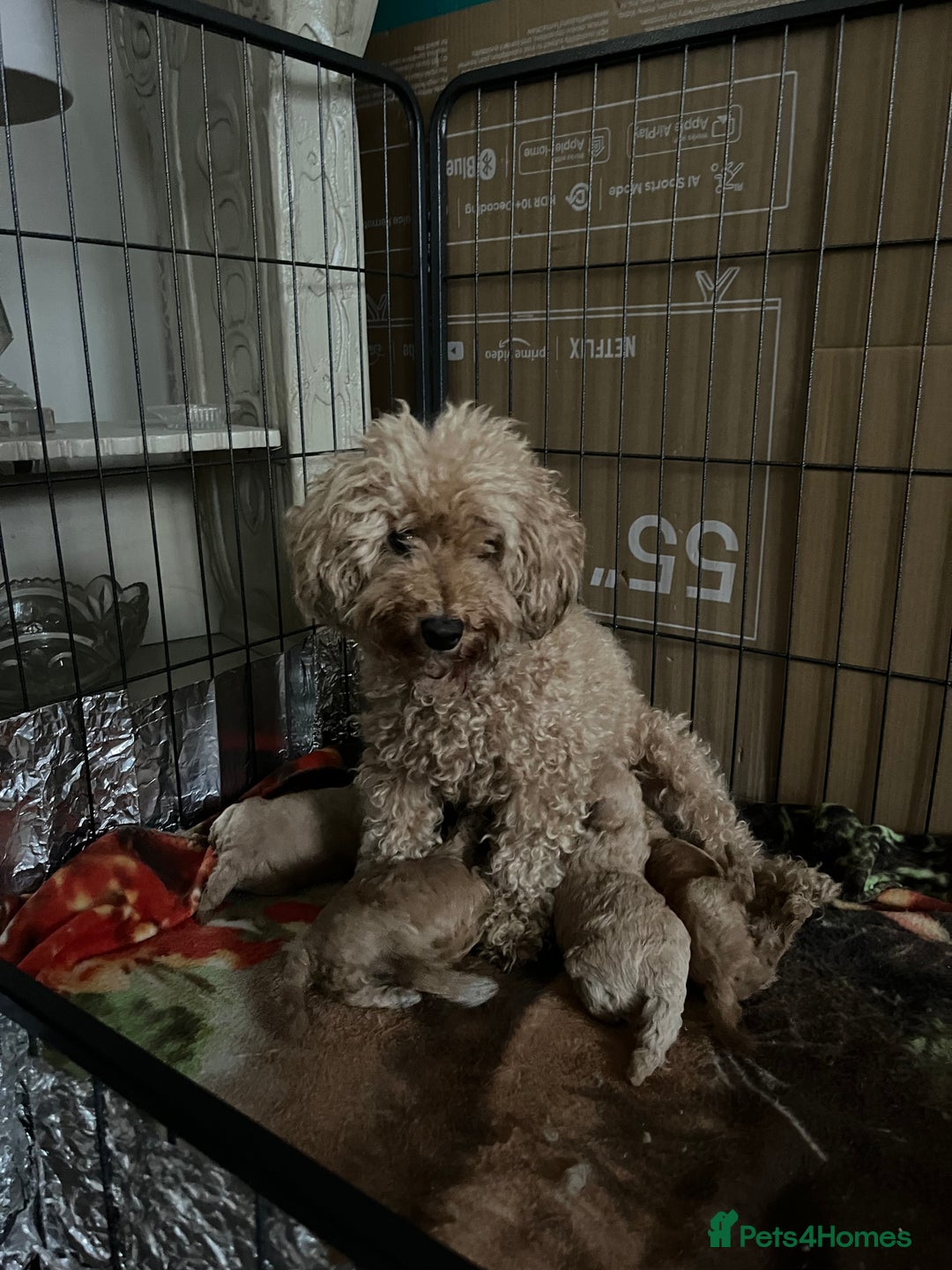 Miniature Poodle dogs for sale: miniature poodles 💕 - Image 7
