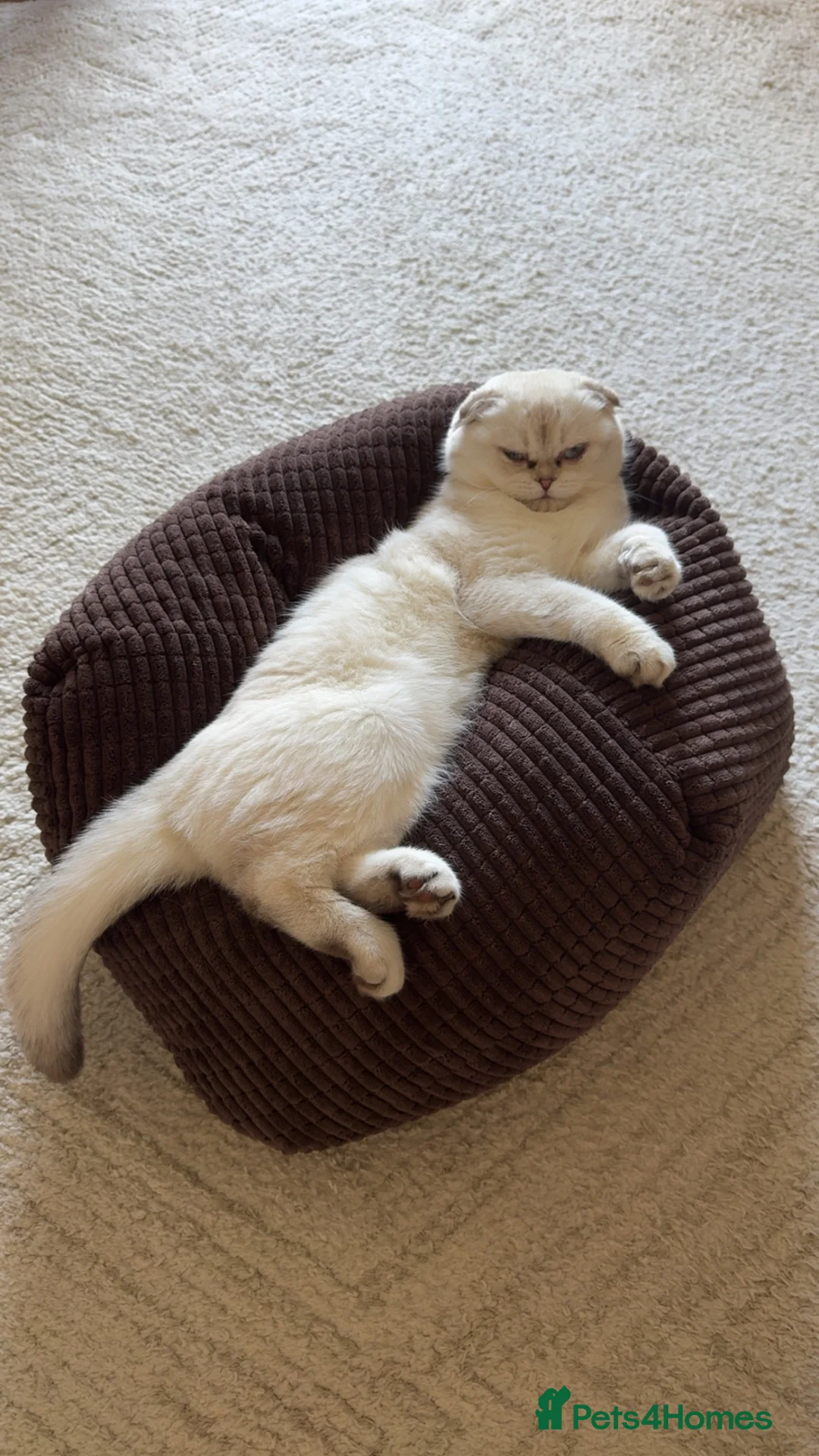 Scottish Fold cats for sale: Pure bred Scottish Fold - Advert 4