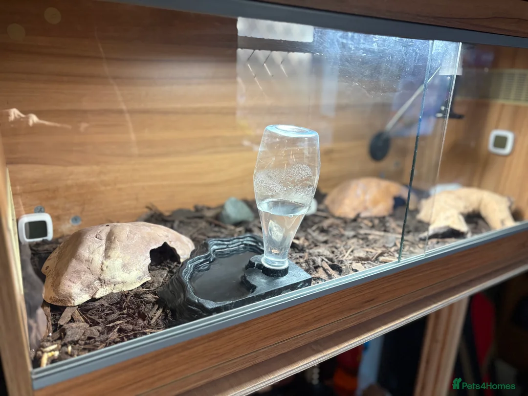 Leopard Gecko reptiles for sale: Leopard Gecko and all the set up  in Wilmslow - Advert 6