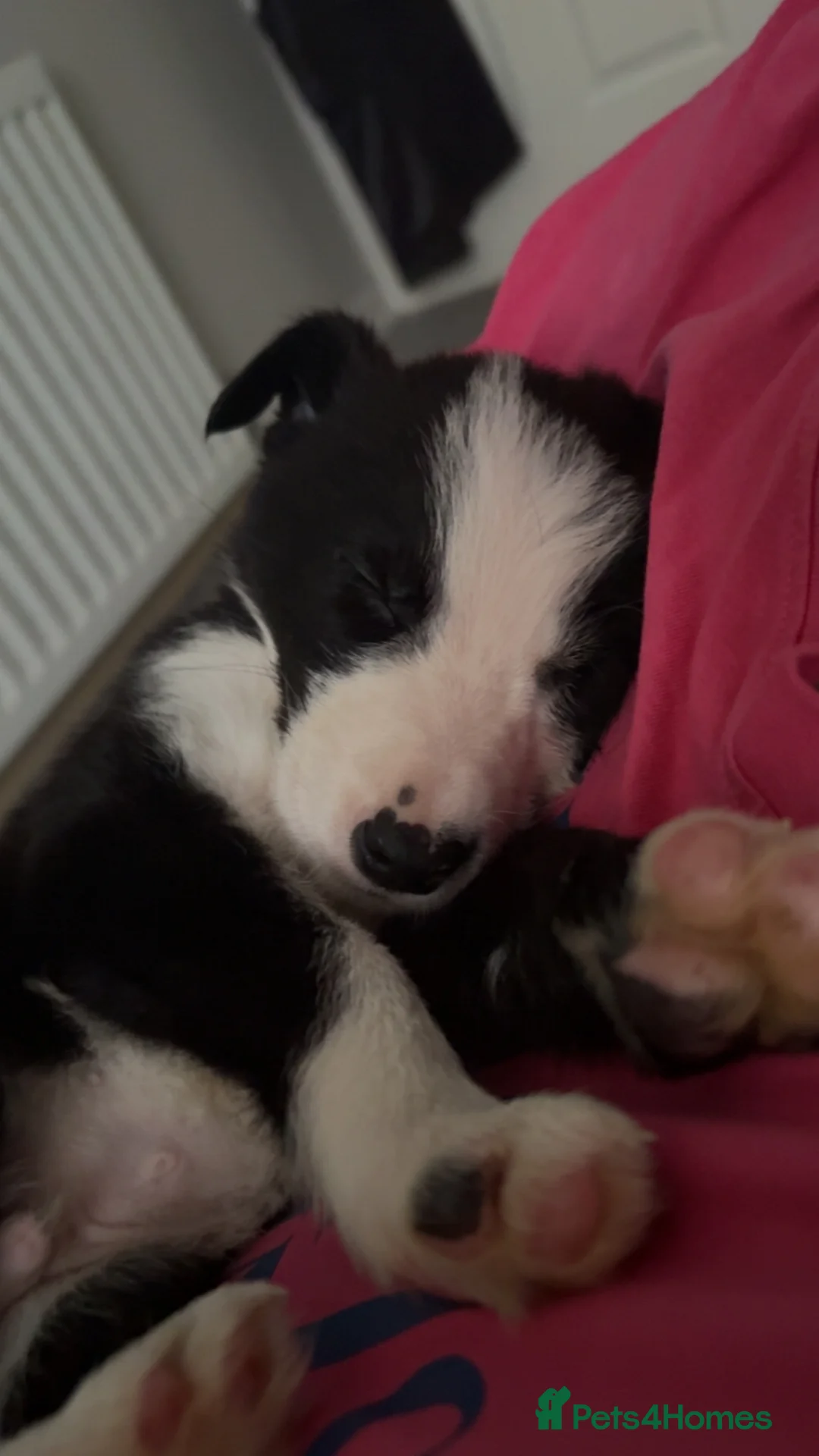 Border Collie dogs for sale: Border Collie Puppy  - Advert 2