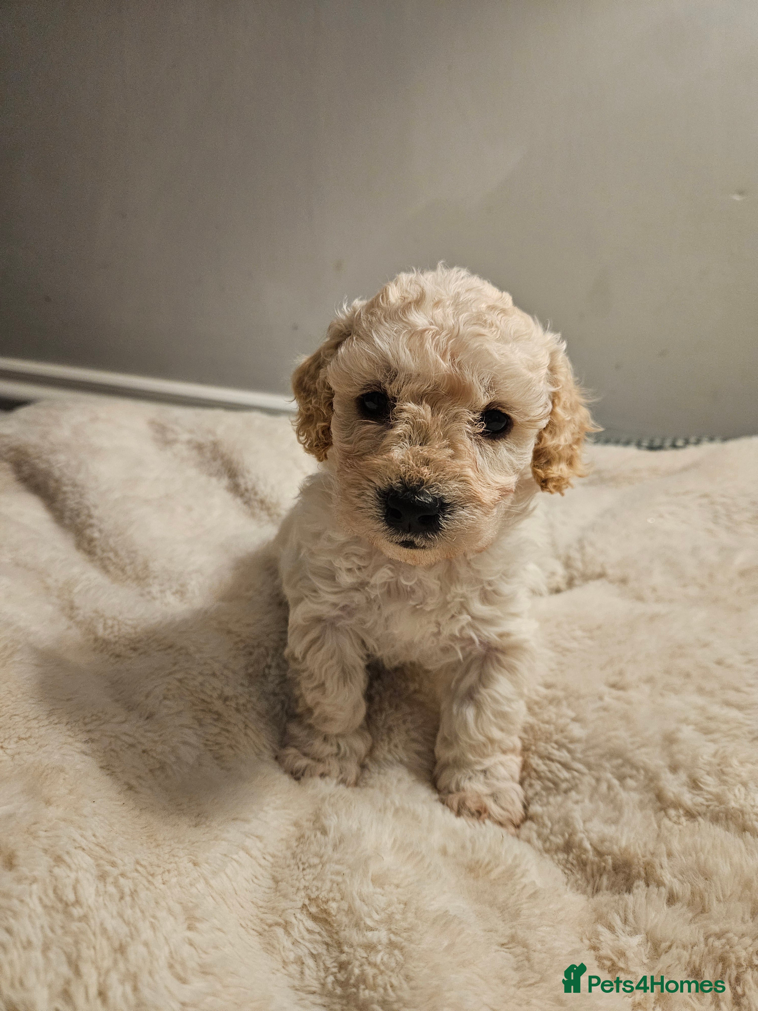 Poochon dogs 2 left!! Poochon pups ready from 28.12.25 - Advert 10