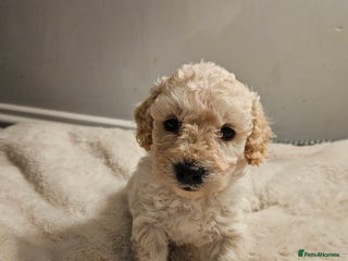 Poochon dogs 2 left!! Poochon pups ready from 28.12.25 - Advert 10