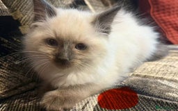 Ragdoll cats for sale: Peaceful cuddled Rag dolls for sale - Image 8