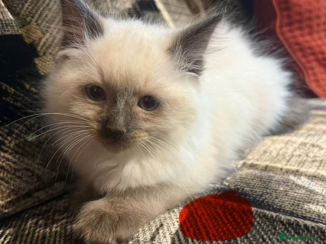 Ragdoll cats for sale: Peaceful cuddled Rag dolls for sale - Image 8