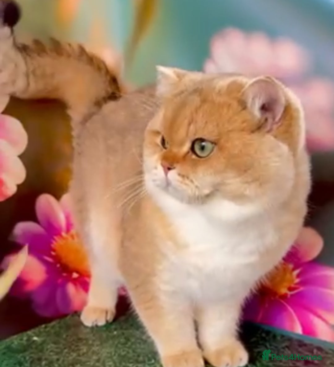 British Shorthair cats for stud: TICA GOLDEN BOY FOR STUD FROM CHAMPIONS 👑  in Wolverhampton - Advert 1