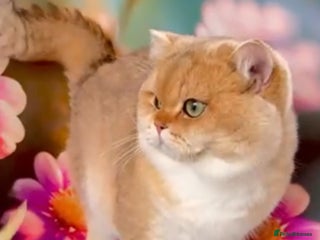 British Shorthair cats TICA GOLDEN BOY FOR STUD FROM CHAMPIONS ๐ in Wolverhampton - Advert 1